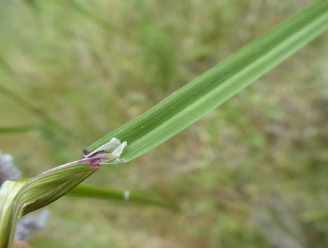 صورة Melica bulbosa Porter & J. M. Coult.