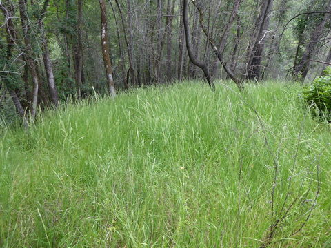 Melica harfordii Bol. resmi