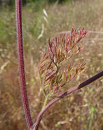 Plancia ëd Yabea microcarpa (Hook. & Arn.) Koso-Pol.