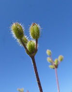 Plancia ëd Yabea microcarpa (Hook. & Arn.) Koso-Pol.