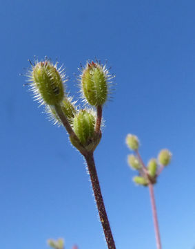 Imagem de Yabea microcarpa (Hook. & Arn.) Koso-Pol.