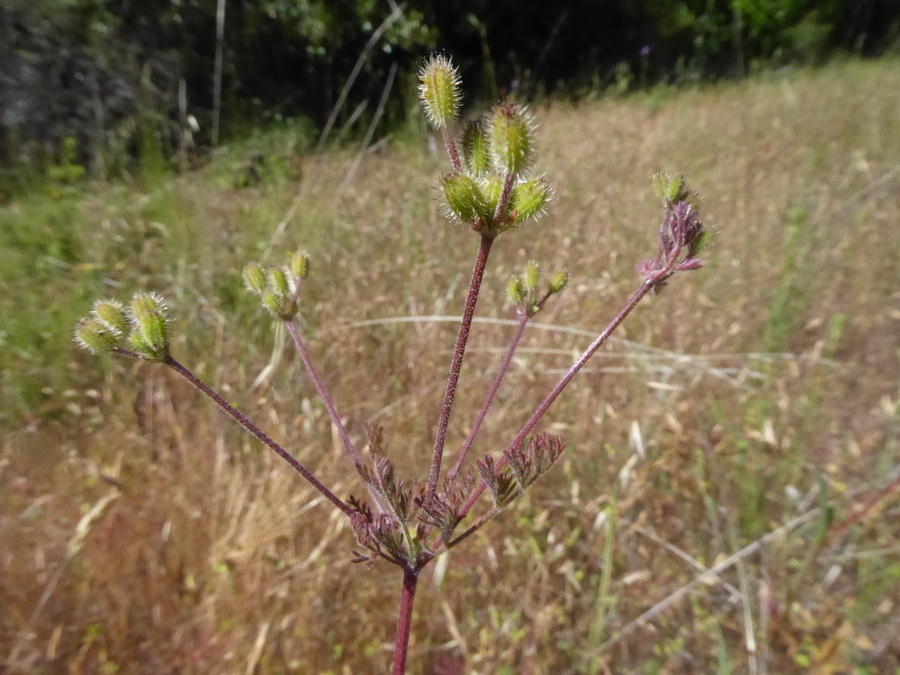 Plancia ëd Yabea microcarpa (Hook. & Arn.) Koso-Pol.