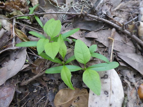 Слика од Fraxinus latifolia Benth.