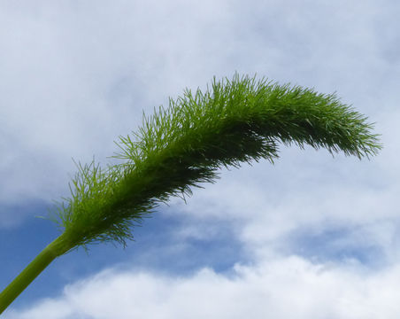 Image of sweet fennel