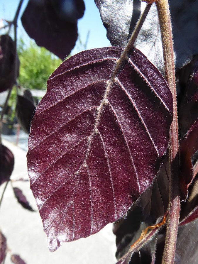 Image of European beech