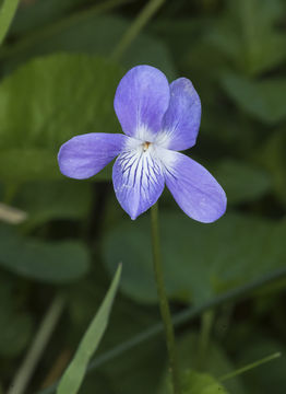 Image of <i>Viola langsdorffii</i>