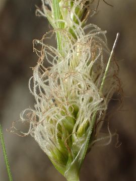 Image of sturdy sedge