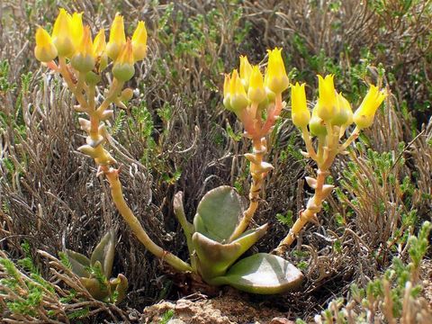 Plancia ëd Dudleya cymosa subsp. pumila (Rose) K. M. Nakai