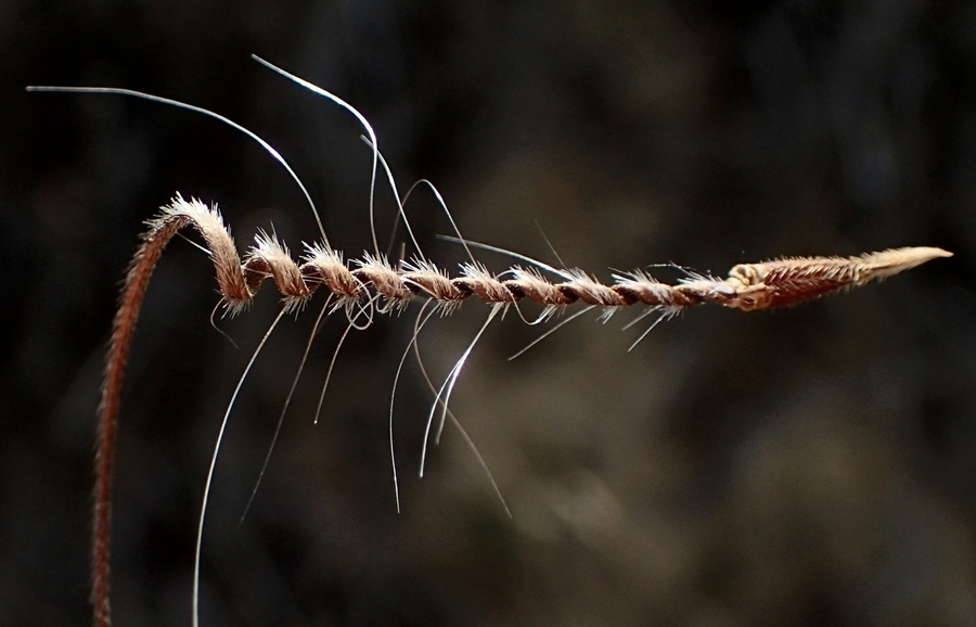 Imagem de Erodium botrys (Cav.) Bertol.