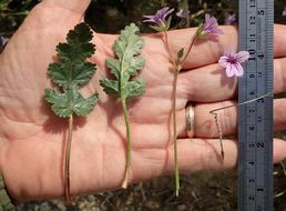 Imagem de Erodium botrys (Cav.) Bertol.