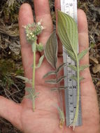 Image of imbricate phacelia