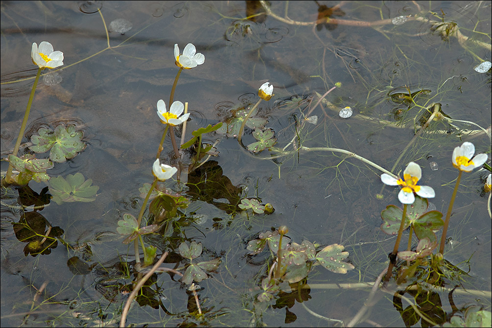 Слика од Ranunculus peltatus Schrank