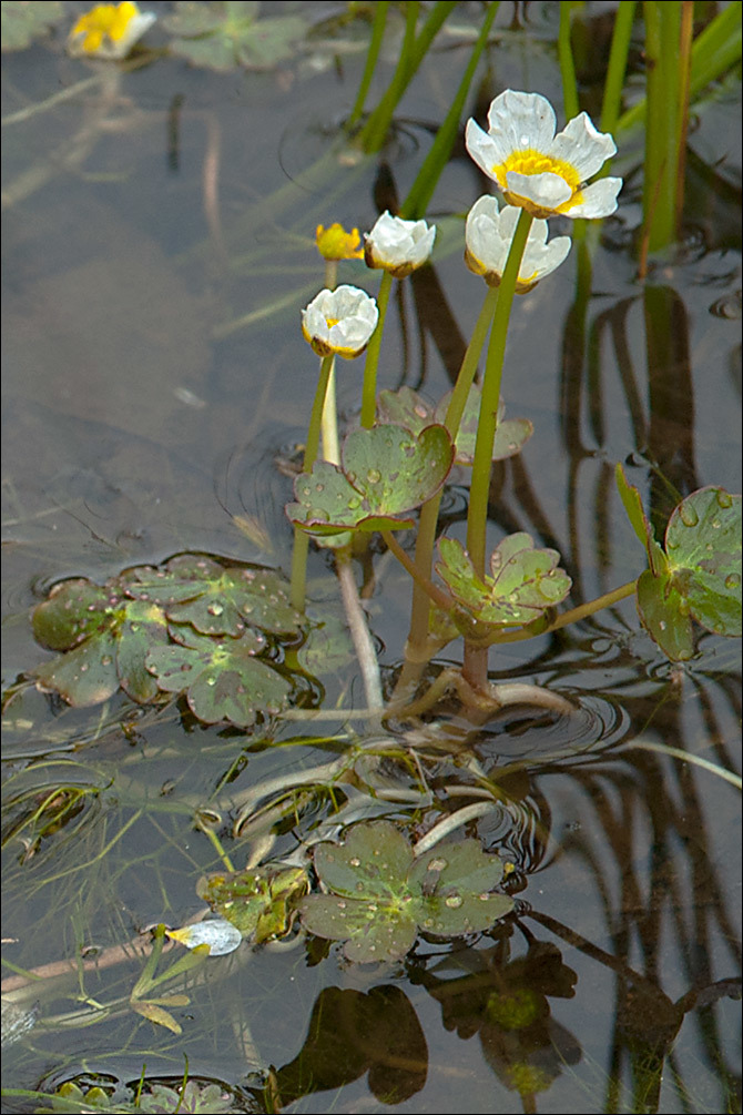 Слика од Ranunculus peltatus Schrank