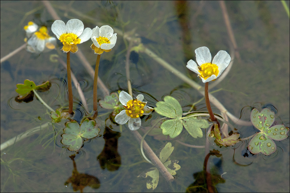 Слика од Ranunculus peltatus Schrank