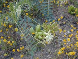 صورة Astragalus pomonensis M. E. Jones