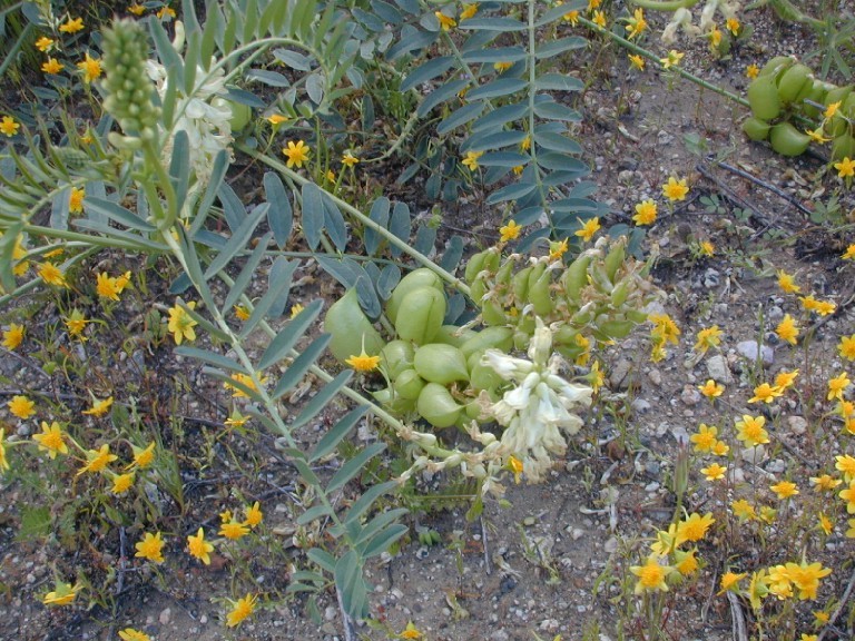 صورة Astragalus pomonensis M. E. Jones