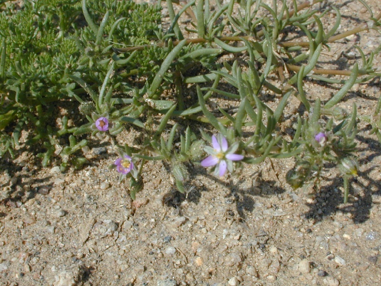 Image de Spergularia