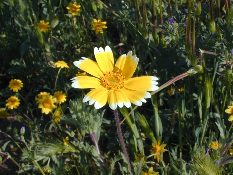 Image of coastal tidytips