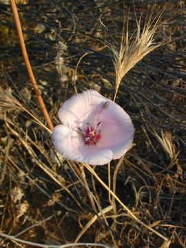 Image de Calochortus splendens Douglas ex Benth.