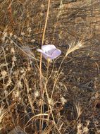 Image de Calochortus splendens Douglas ex Benth.