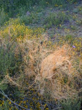 Image of chaparral dodder