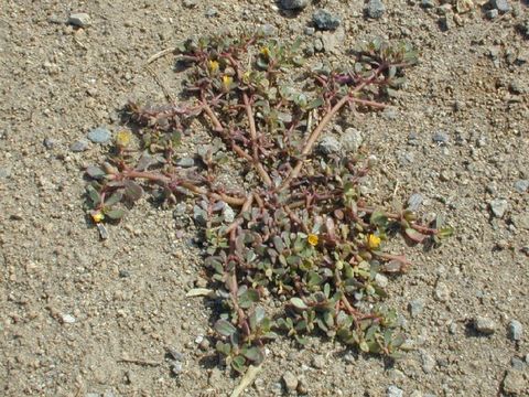 Image of common purslane