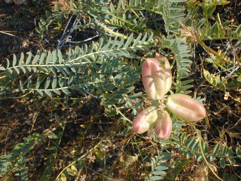 Sivun Astragalus pomonensis M. E. Jones kuva