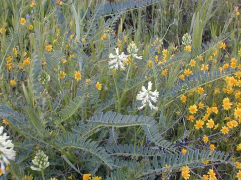 Image of Pomona milkvetch