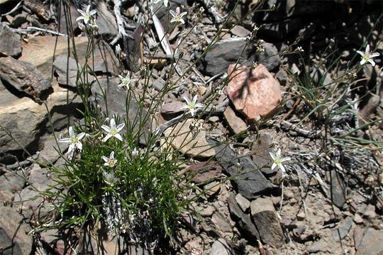 Sivun Eremogone kingii var. glabrescens (S. Wats.) Dorn kuva