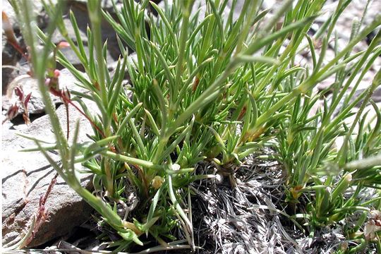 Image of King's rosy sandwort