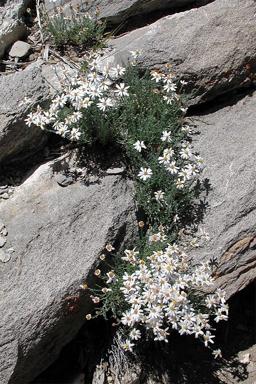 Plancia ëd Chaetopappa ericoides (Torr.) G. L. Nesom