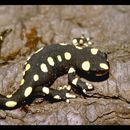 Image of Azerbaijan Newt