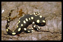 Image of Azerbaijan Newt