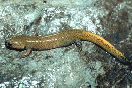 Image of Tsushima Salamander