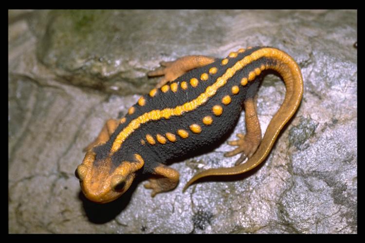 Image of Emperor newt