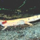 Image of <i>Salamandra salamandra terrestris</i>