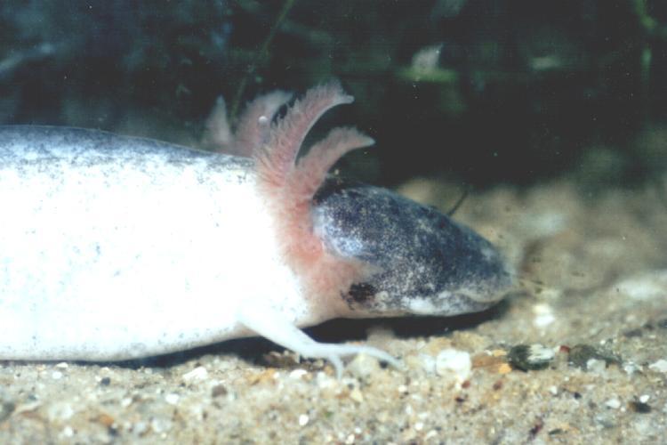 Image of Axolotl