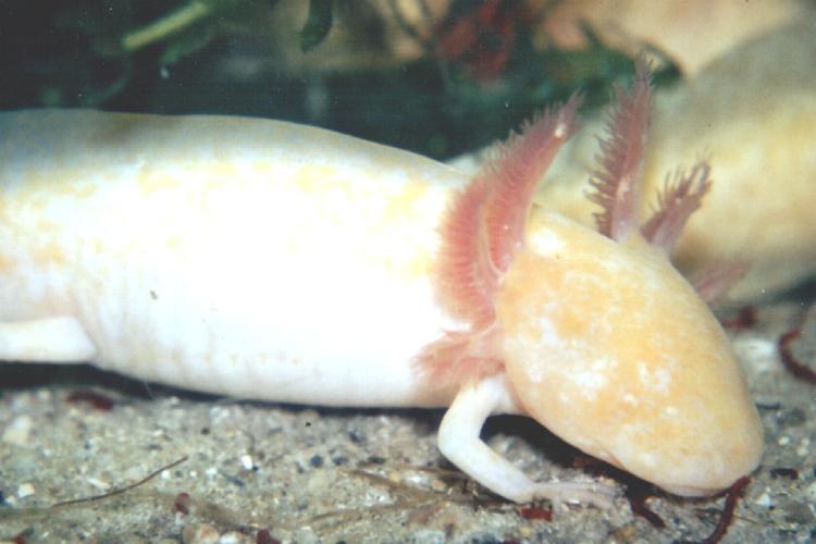 Image of Axolotl