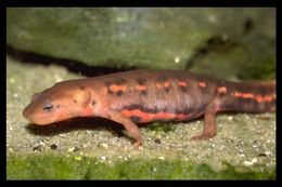 Image of Spotless Stout Newt