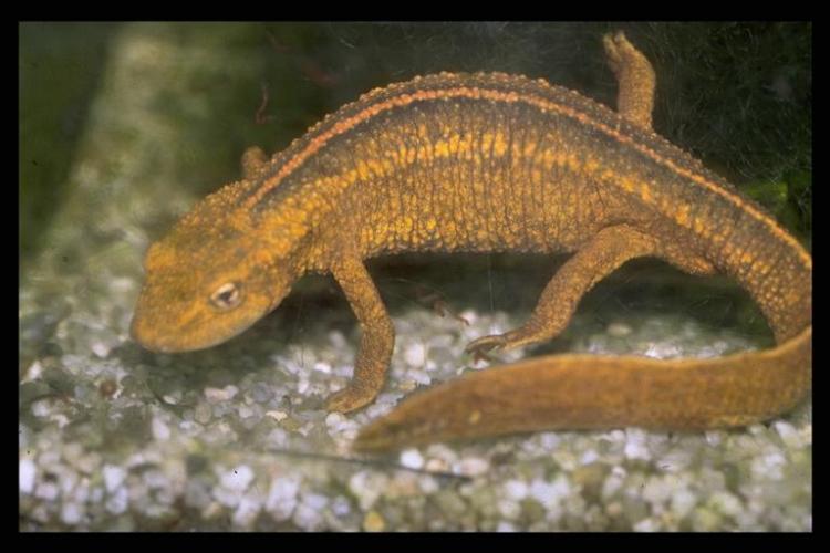 Paramesotriton caudopunctatus (Liu & Hu ex Hu, Zhao & Liu 1973)的圖片