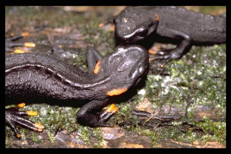 Image of Pusakang crocodile newt