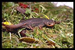 Image of Crocodile Newt