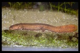 Image of Spotless Stout Newt