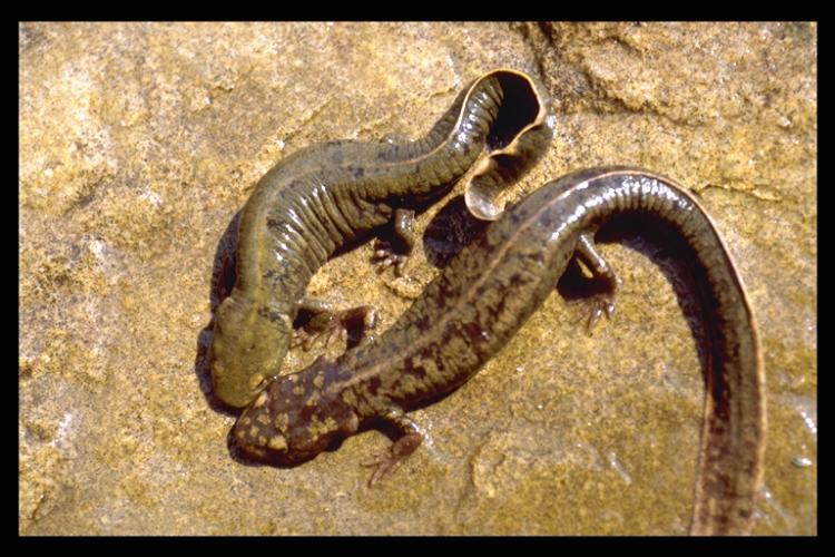 Image of Spotless Stout Newt