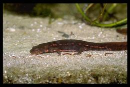 Image of Spotless Stout Newt