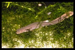 Image of Spotless Stout Newt