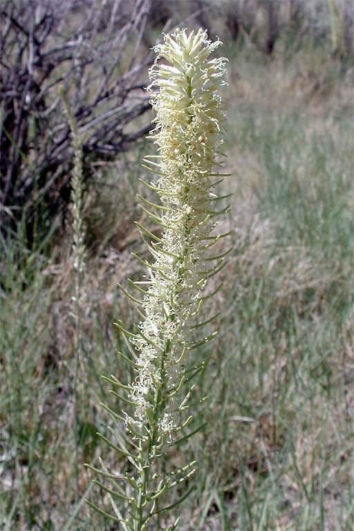 Слика од Thelypodium crispum Greene ex Payson