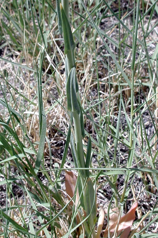 Слика од Thelypodium crispum Greene ex Payson