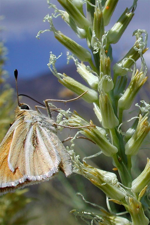 Слика од Thelypodium crispum Greene ex Payson