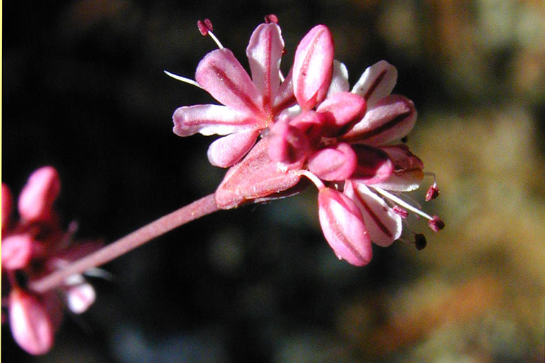 Image of Tiburon buckwheat